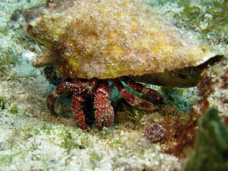 IMG_8893 White Spotted Hermet Crab.jpg